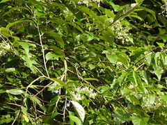 Solanum sanctaecatharinae