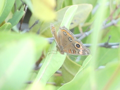 Junonia neildi
