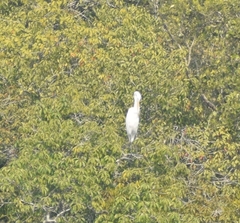 Ardea alba