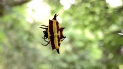 Gasteracantha fornicata