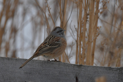 Emberiza godlewskii