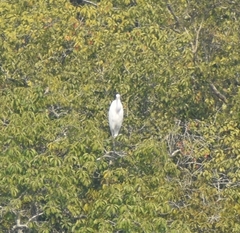 Ardea alba