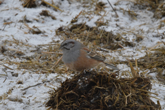 Emberiza godlewskii
