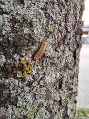 Xanthogaleruca maculicollis