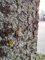 Xanthogaleruca maculicollis