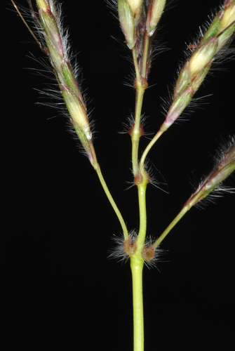 Dichanthium annulatum