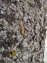 Xanthogaleruca maculicollis