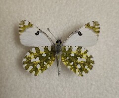 Euchloe ausonia