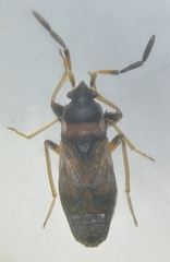 Scolopostethus thomsoni