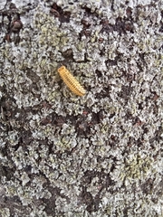 Xanthogaleruca maculicollis