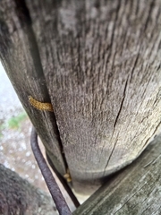 Xanthogaleruca maculicollis