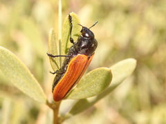 Castiarina rufipennis