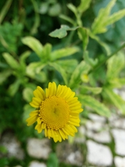 Coleostephus myconis