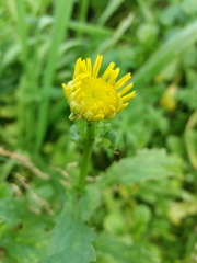 Coleostephus myconis