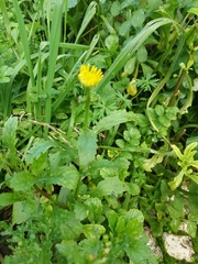 Coleostephus myconis