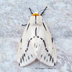Lemyra stigmata