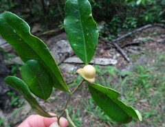 Diospyros yaouhensis
