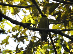 Carpornis melanocephala