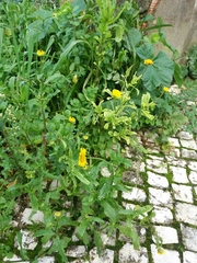 Coleostephus myconis