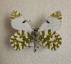 Euchloe ausonia