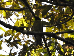 Carpornis melanocephala