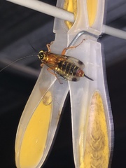 Echthromorpha agrestoria