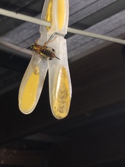 Echthromorpha agrestoria
