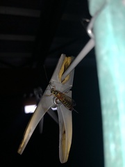 Echthromorpha agrestoria