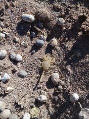 Hottentotta arenaceus