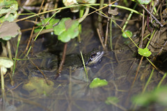 Physalaemus cuvieri