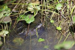 Physalaemus cuvieri