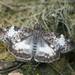 White-patched Skipper - Photo (c) Greg Lasley, some rights reserved (CC BY-NC), uploaded by Greg Lasley