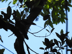 Selenidera maculirostris