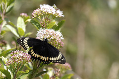 Papilio scamander