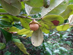 Diospyros yaouhensis