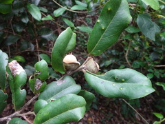 Diospyros yaouhensis