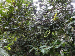 Diospyros yaouhensis