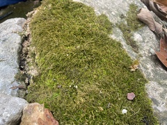 Hygroamblystegium