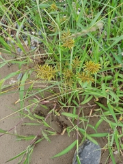 Cyperus microiria