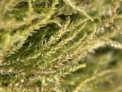 Hygroamblystegium