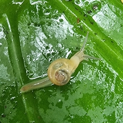 Helicarion perfragilis