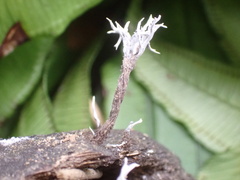 Xylaria bambusicola