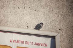 Columba livia domestica