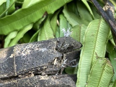 Xylaria bambusicola