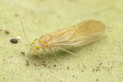 Caeciliusidae