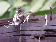 Xylaria bambusicola