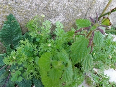 Urtica membranacea