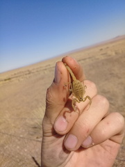 Hottentotta arenaceus