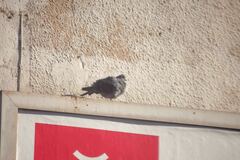 Columba livia domestica