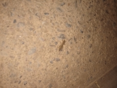 Gryllotalpa gryllotalpa